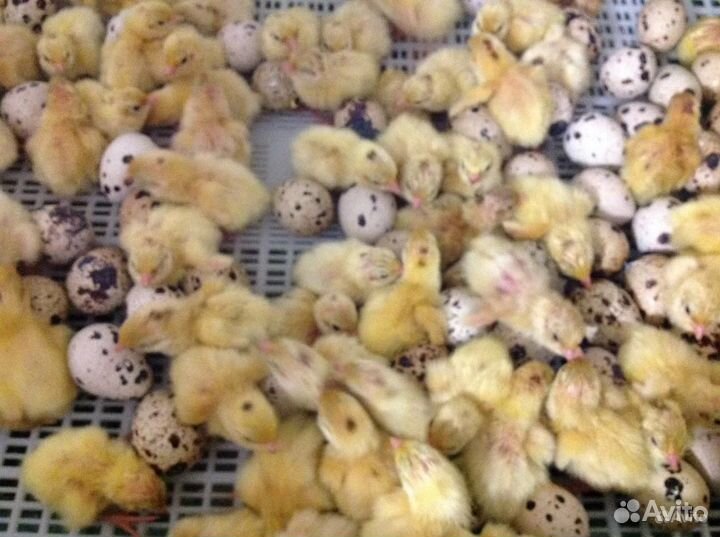 Перепелята, цыплята перепела белого гиганта