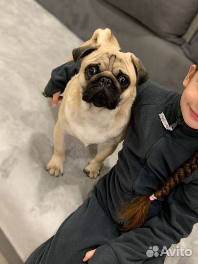 Мопс вязка мальчик