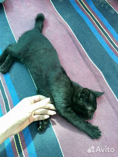 Черный котенок в добрые руки