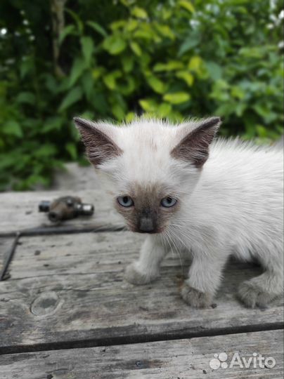 Сиамские котята