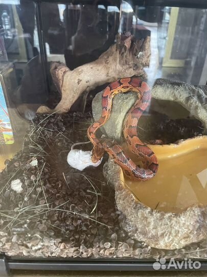 Узорчатый полоз