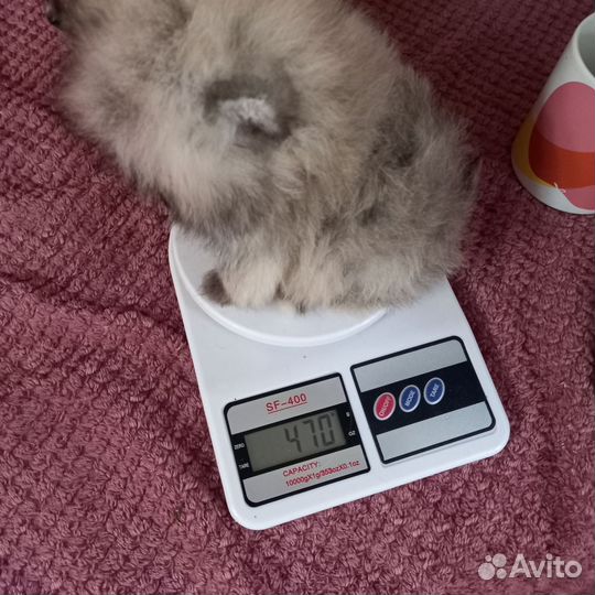 Померанский шпиц мини микро