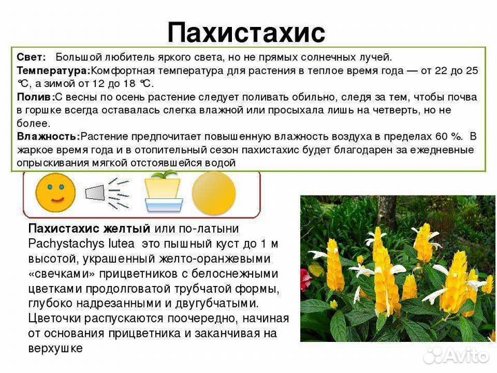 Комнатный цветок,Пахистахис''