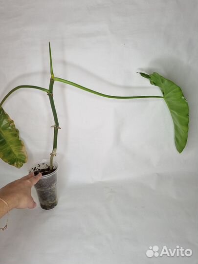 Комнатные домашние растения