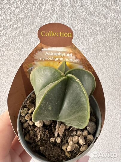 Кактусы редкие интересные