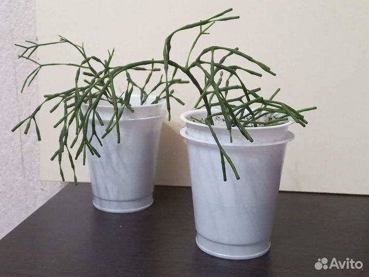 Хатиора (суккуленты)