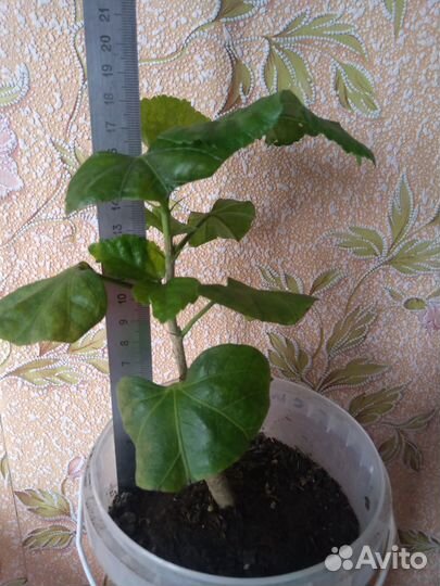 Гибискус Карамельный вихрь