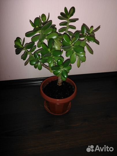 Толстянка (денежное дерево)