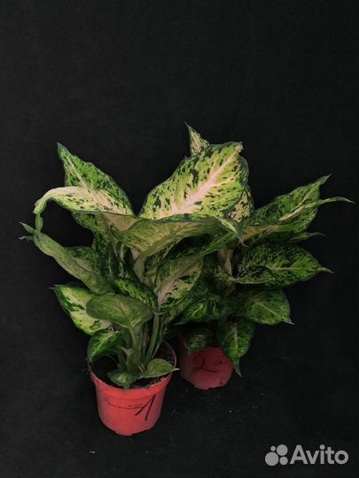 Диффенбахия марс 12/40