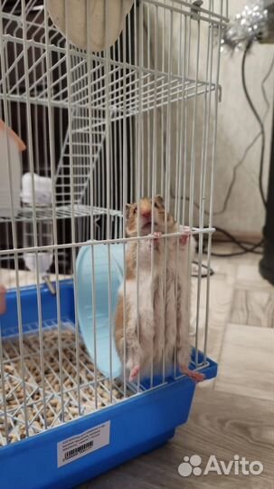 Хомяк бесплатно