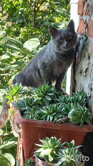 Красивый котик