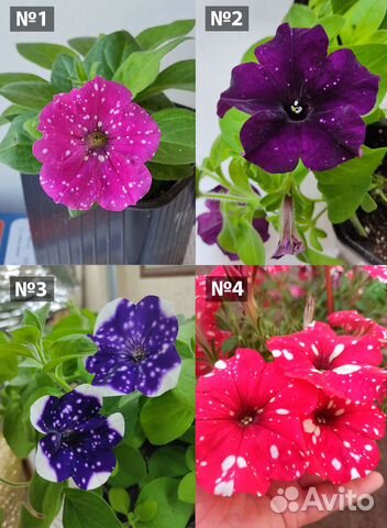 Петуния ампельная вегетативная рассада