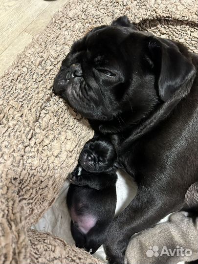 Щенки мопса