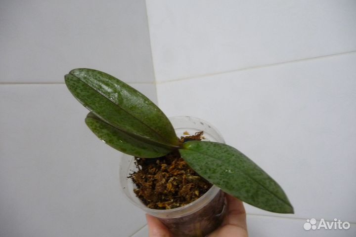 Орхидея Парфюмерная фабрика Scention