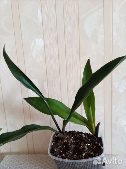 Сансевиерия сортовая