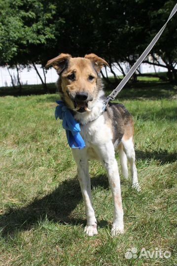 Особенная собака ищет дом