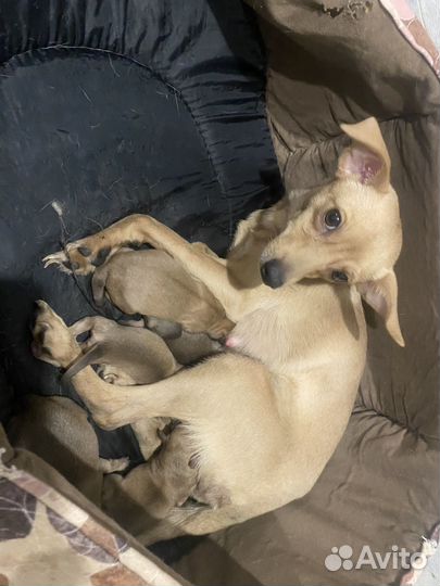 Мини той-терьер щенки