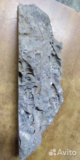 Окаменелости