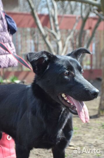 Собака в добрые руки отдам бесплатно