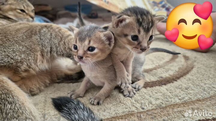 Абиссинские котята