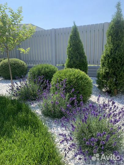 Туя Смарагд и 'Little Giant'