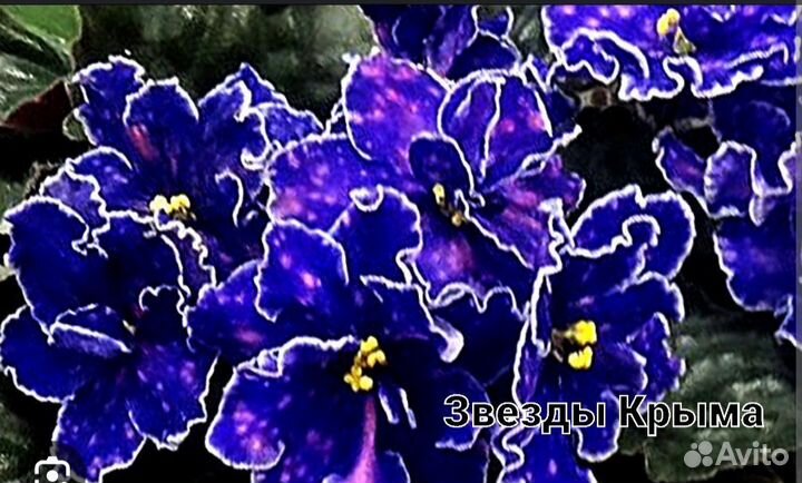 Сортовые фиалки