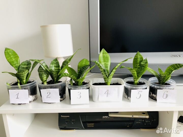 Сансевиерия Futura Robusta, сортовая