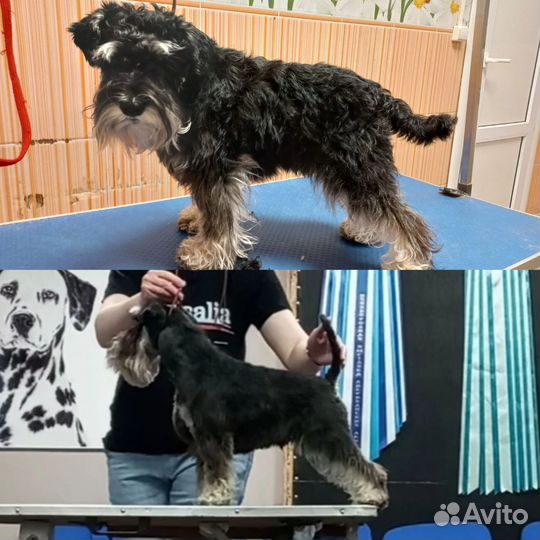 Триминг, ролинг, выставочный груминг шнауцеров