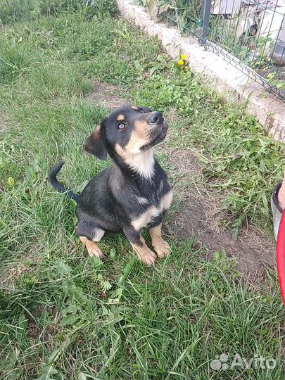 Щенок в добрые руки