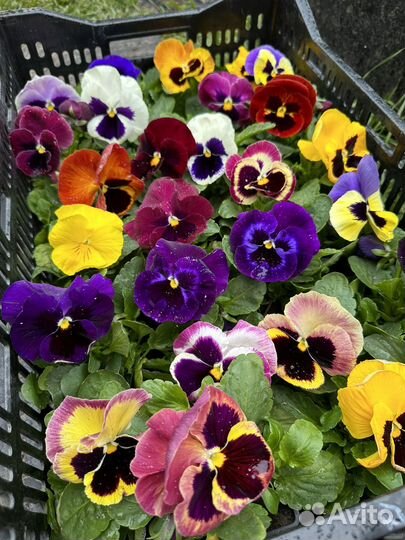 Виола 2-ух летка