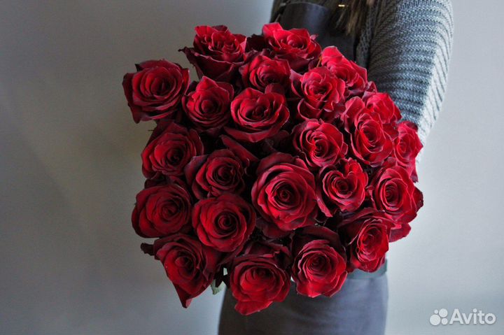 Розы/ Роза explorer/эксплоер