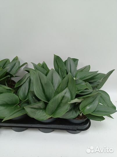 Сциндапсус Треби Мунлайт 12/25 Лунный Свет