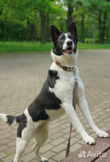 Собаки бесплатно из приюта