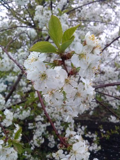 Дача 31 м² на участке 10 сот.