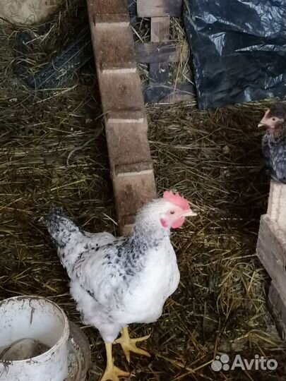 Молодые петухи