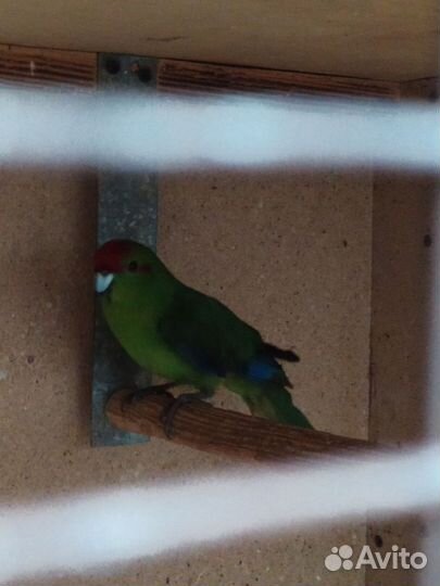 Попугаи корелла, какарики