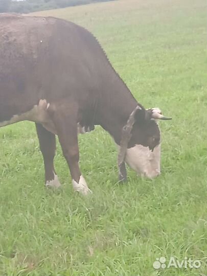 Корова стельная