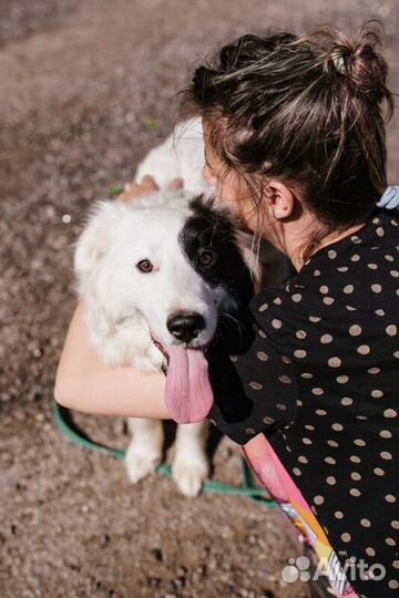 Пушистая белая бордер-колли Айна в добрые руки