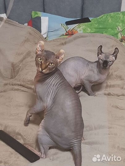 Вязка сфинкс эльф