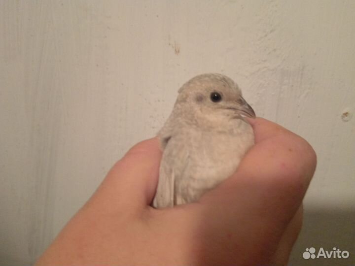 Китайский расписной перепел