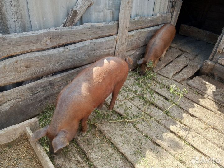 Продам поросят