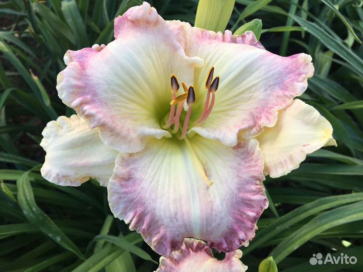 Лилейники коллекционные