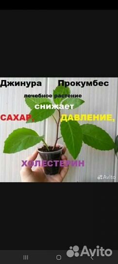 Примула комнатная и джинура