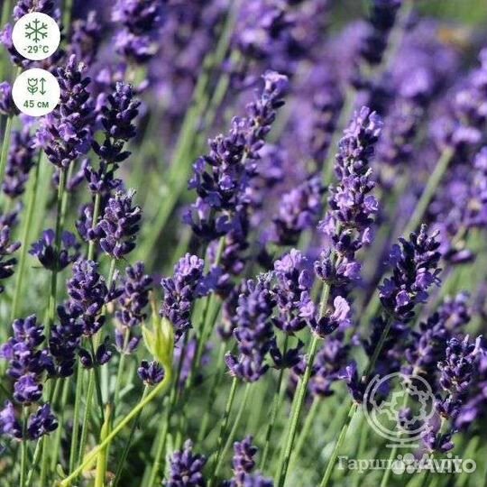Лаванда