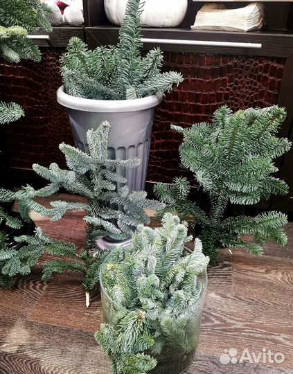 Нобилис в наличии