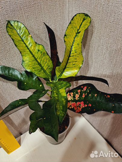 Кротон Вилма