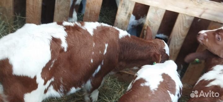 Телята бычки тёлки доставка бесплатно