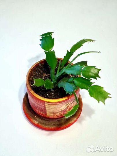 Декабрист (шлюмбергера) бело-оранжевый