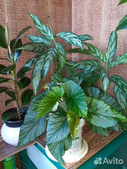 Бегония коралловая