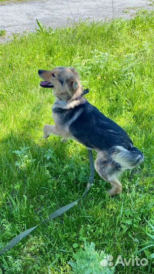 Собака девочка Мира 1,5 года ищет дом